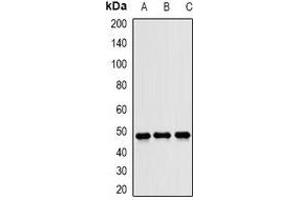 Western blot analysis of JNK1 expression in U87 (A), HeLa (B), mouse liver (C) whole cell lysates. (JNK Antikörper)