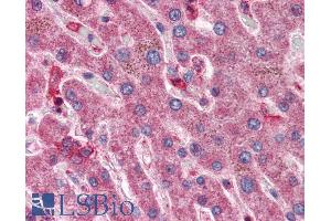 ABIN334421 (5µg/ml) staining of paraffin embedded Human Liver.