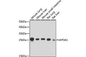 Western blot analysis of extracts of various cell lines, using APOA1 antibody. (APOA1 Antikörper  (AA 25-267))