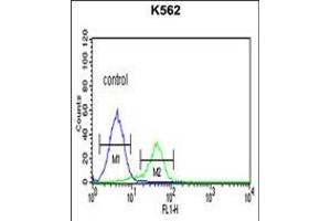 Flow cytometric analysis of K562 cells (right histogram) compared to a negative control cell (left histogram). (CD40 Ligand Antikörper  (C-Term))