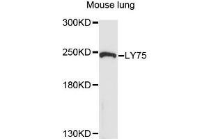 Western blot analysis of extracts of mouse lung cells, using LY75 antibody. (LY75/DEC-205 Antikörper)