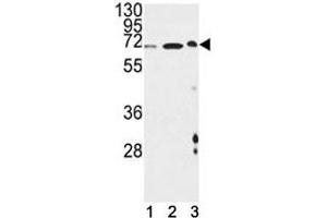 ATF6 beta antibody western blot analysis in (1) mouse NIH3T3, (2) hamster CHO and (3) mouse cerebellum lysate (ATF6B Antikörper  (AA 560-589))