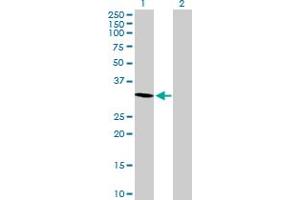 Western Blot analysis of MORG1 expression in transfected 293T cell line by MORG1 MaxPab polyclonal antibody. (MORG1 Antikörper  (AA 1-315))