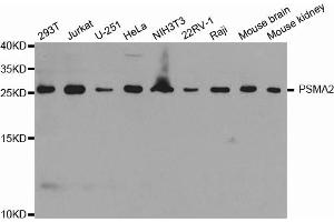 Western blot analysis of extracts of various cell lines, using PSMA2 antibody (ABIN6293072) at 1:1000 dilution. (PSMA2 Antikörper)