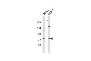 Western Blot at 1:1000 dilution Lane 1: HepG2 whole cell lysate Lane 2: MCF-7 whole cell lysate Lysates/proteins at 20 ug per lane. (DCP1B Antikörper  (AA 261-290))