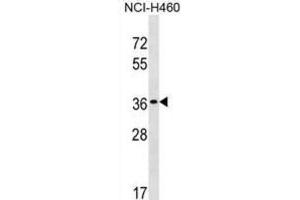 Western Blotting (WB) image for anti-TP53 Target 5 (TP53TG5) antibody (ABIN3000107) (TP53TG5 Antikörper)