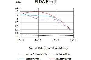 Black line: Control Antigen (100 ng),Purple line: Antigen (10 ng), Blue line: Antigen (50 ng), Red line:Antigen (100 ng) (ATG4B Antikörper  (AA 1-221))