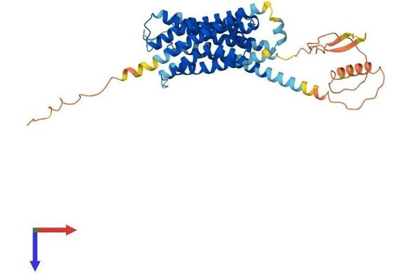 DRD3 Protein (AA 1-400) (His tag)