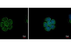 Immunofluorescence (IF) image for anti-Mechanistic Target of Rapamycin (serine/threonine Kinase) (mTOR) (C-Term) antibody (ABIN2855088)
