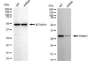 Western blotting analysis using PSMA1 antibody (ABIN7799965).