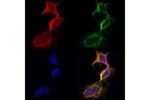 ABIN6260856 and ABIN6273101 staining Hela by IF/ICC. (CKMT1A Antikörper  (N-Term))