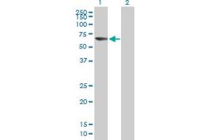 Western Blot analysis of ACSM5 expression in transfected 293T cell line by ACSM5 MaxPab polyclonal antibody. (ACSM5 Antikörper  (AA 1-579))