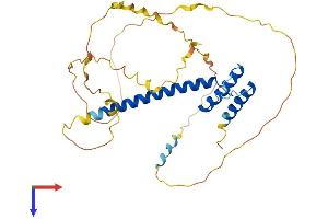 ATOH8 Protein (AA 1-321) (His tag)