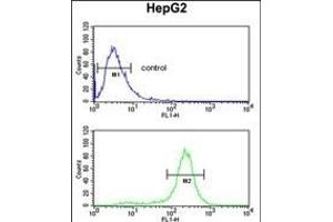 STL Antibody (ABIN652294 and ABIN2841296) flow cytometric analysis of HepG2 cells (bottom histogram) compared to a negative control cell (top histogram). (MASTL Antikörper)