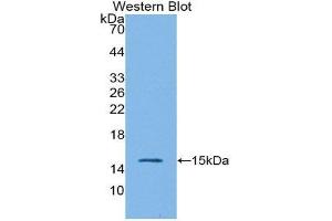 Western Blotting (WB) image for anti-Interleukin 4 (IL4) (AA 26-147) antibody (ABIN1859427) (IL-4 Antikörper  (AA 26-147))