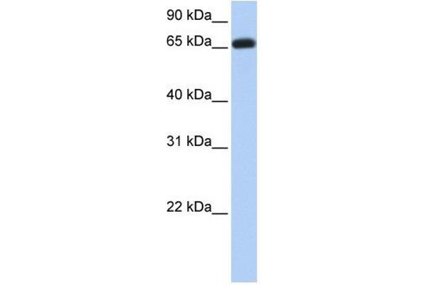 ENTPD7 Antikörper  (C-Term)