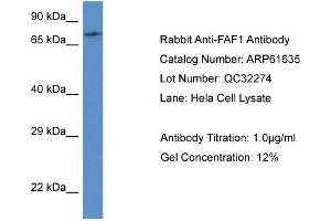 Western Blotting (WB) image for anti-Fas (TNFRSF6) Associated Factor 1 (FAF1) (C-Term) antibody (ABIN2788857) (FAF1 Antikörper  (C-Term))