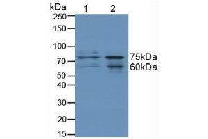 Western blot analysis of (1) Human HeLa cells and (2) Human 293T Cells. (FOXO3 Antikörper  (AA 369-633))