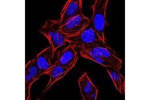 Immunofluorescence (IF) image for anti-Bone Morphogenetic Protein 4 (BMP4) (AA 277-408) antibody (ABIN5542285)