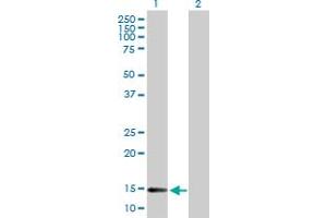 Western Blot analysis of DNAJC19 expression in transfected 293T cell line by DNAJC19 MaxPab polyclonal antibody. (DNAJC19 Antikörper  (AA 1-116))