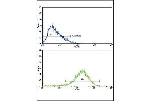 Flow cytometric analysis of HepG2 cells using EHHADH Antibody (C-term)(bottom histogram) compared to a negative control cell (top histogram). (EHHADH Antikörper  (C-Term))