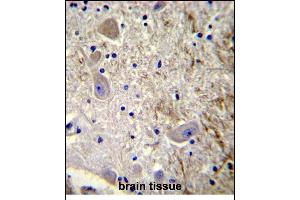 GEL2 Antibody (C-term) (ABIN390122 and ABIN2840629) immunohistochemistry analysis in forlin fixed and paraffin embedded hun brain tissue followed by peroxidase conjugation of the secondary antibody and DAB staining. (MAGE-Like 2 Antikörper  (C-Term))