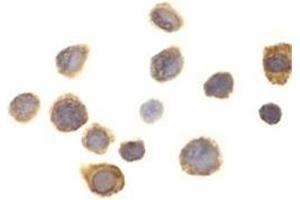 Immunocytochemistry of SIRP alpha in THP-1 cells with this product at 1 μg/ml. (SIRPA Antikörper  (C-Term))