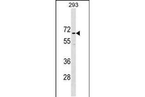 Western blot analysis in 293 cell line lysates (35ug/lane). (CCDC151 Antikörper  (N-Term))