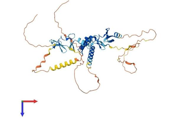 LHX9 Protein (AA 1-397) (His tag)