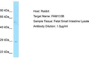 Host: RabbitTarget Name: FAM133BAntibody Dilution: 1. (FAM133B Antikörper  (C-Term))