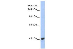 KCNQ2 antibody used at 1 ug/ml to detect target protein. (KCNQ2 Antikörper  (Middle Region))