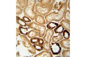 Immunohistochemistry analysis in formalin fixed and paraffin embedded human lymph node reacted with LRRC33 Antibody (C-term) followed which was peroxidase conjugated to the secondary antibody and followed by DAB staining. (LRRC33 Antikörper  (C-Term))