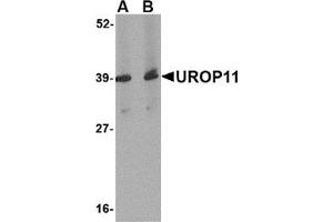 Western blot analysis of UROP11 in mouse spleen tissue lysate with this product at (A) 1 and (B) 2 μg/ml.