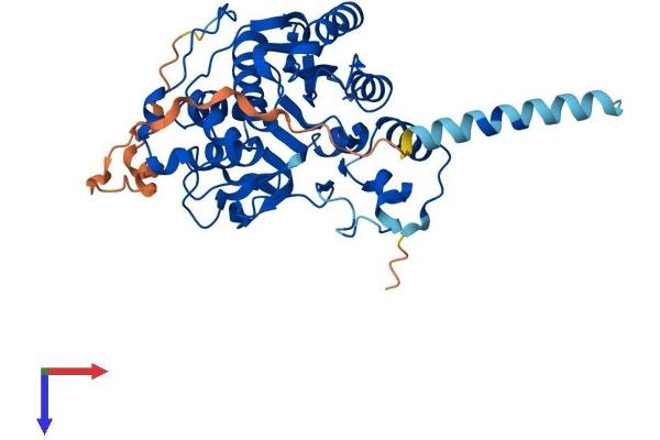 B3GNT7 Protein (AA 1-401) (His tag)