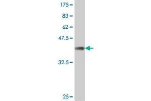 Western Blot detection against Immunogen (37. (MFAP5 Antikörper  (AA 71-173))