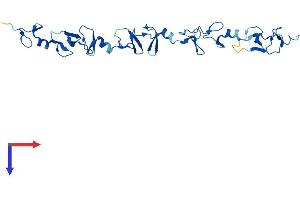 FHL2 Protein (AA 1-279) (His tag)