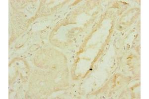Immunohistochemistry (IHC) image for anti-DnaJ (Hsp40) Homolog, Subfamily C, Member 19 (DNAJC19) (AA 1-116) antibody (ABIN7159895)