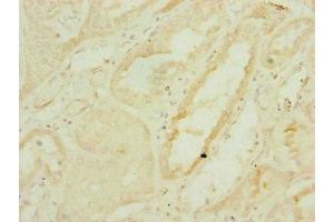 Immunohistochemistry of paraffin-embedded human kidney tissue using ABIN7159895 at dilution of 1:100 (DNAJC19 Antikörper  (AA 1-116))