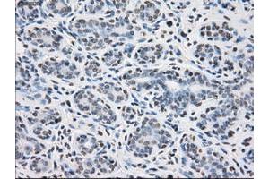 Image no. 1 for anti-Protein Phosphatase 5, Catalytic Subunit (PPP5C) antibody (ABIN1500389) (PP5 Antikörper)