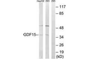 Western Blotting (WB) image for anti-Growth Differentiation Factor 15 (GDF15) (AA 31-80) antibody (ABIN2890355) (GDF15 Antikörper  (AA 31-80))