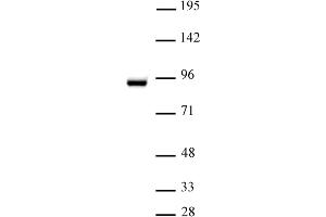 STAT5A antibody (pAb) tested by Western blot. (STAT5A Antikörper  (C-Term))
