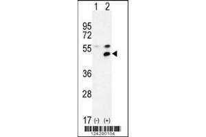 Western blot analysis of MPP1 using rabbit polyclonal MPP1 Antibody using 293 cell lysates (2 ug/lane) either nontransfected (Lane 1) or transiently transfected (Lane 2) with the MPP1 gene.