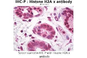 Image no. 1 for anti-H2A Histone Family, Member X (H2AFX) antibody (ABIN1735447) (H2AFX Antikörper)