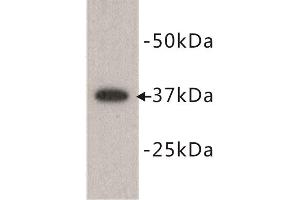 Western Blotting (WB) image for anti-Developmental Pluripotency Associated 2 (DPPA2) (N-Term) antibody (ABIN1854881) (DPPA2 Antikörper  (N-Term))