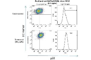 Mouse peritoneal macrophages were grown in culture for 24 hours, stimulated with 10ng/mL IFN? (IL-27 Antikörper)