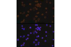 Immunofluorescence analysis of 293T cells using Mouse anti DDDDK-Tag mAb (ABIN3020558, ABIN3020559, ABIN3020560 and ABIN1512923) at dilution of 1:100 (40x lens). (DYKDDDDK Tag Antikörper)