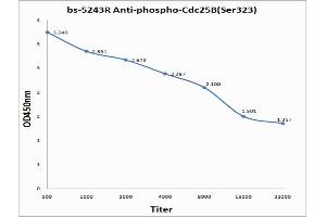 Antigen: 0. (CDC25B Antikörper  (pSer323))