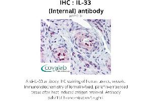 Image no. 1 for anti-Interleukin 33 (IL33) (Internal Region) antibody (ABIN1735886) (IL-33 Antikörper  (Internal Region))