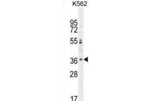 Western Blotting (WB) image for anti-Olfactory Receptor, Family 2, Subfamily M, Member 3 (OR2M3) antibody (ABIN2995886) (OR2M3 Antikörper)