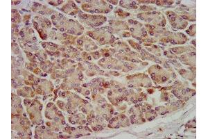 IHC image of ABIN7162352 diluted at 1:600 and staining in paraffin-embedded human pancreatic tissue performed on a Leica BondTM system. (OCC-1 Antikörper  (AA 1-63))